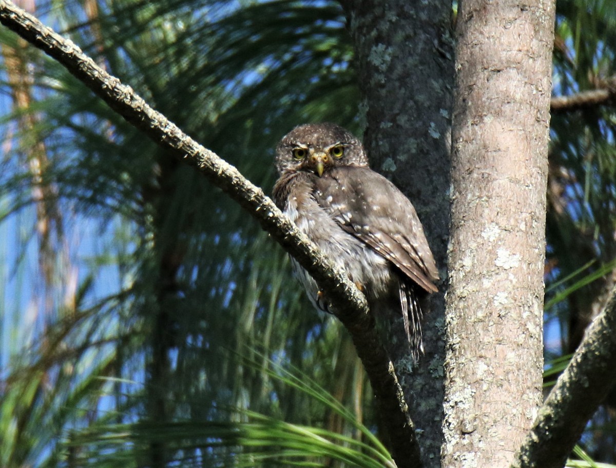 Northern Pygmy-Owl (Guatemalan) - Josue  de León Lux (Birding Guide) josuedeleonlux@gmail.com +502 3068 8988