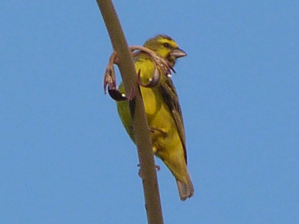 Yellow-fronted Canary - ML225003191