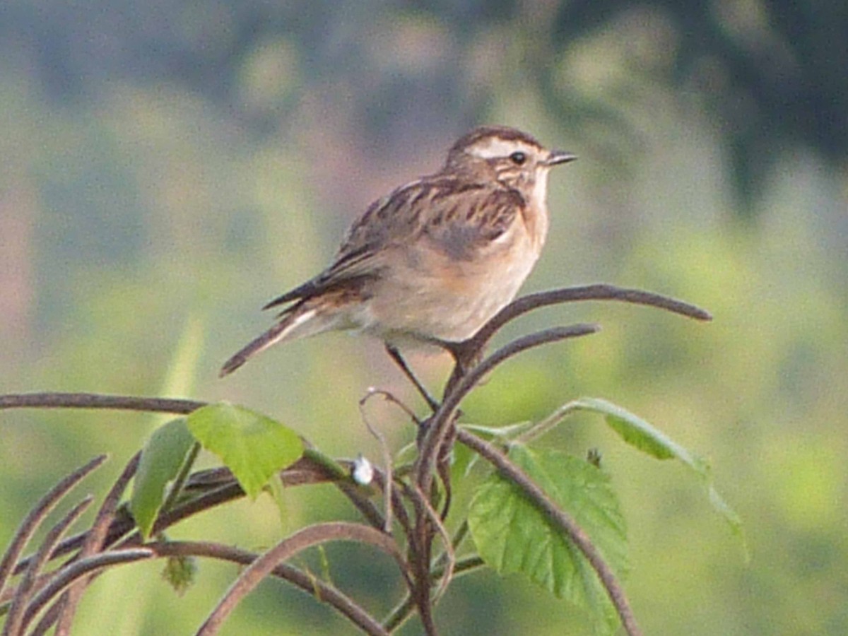Whinchat - ML225003431