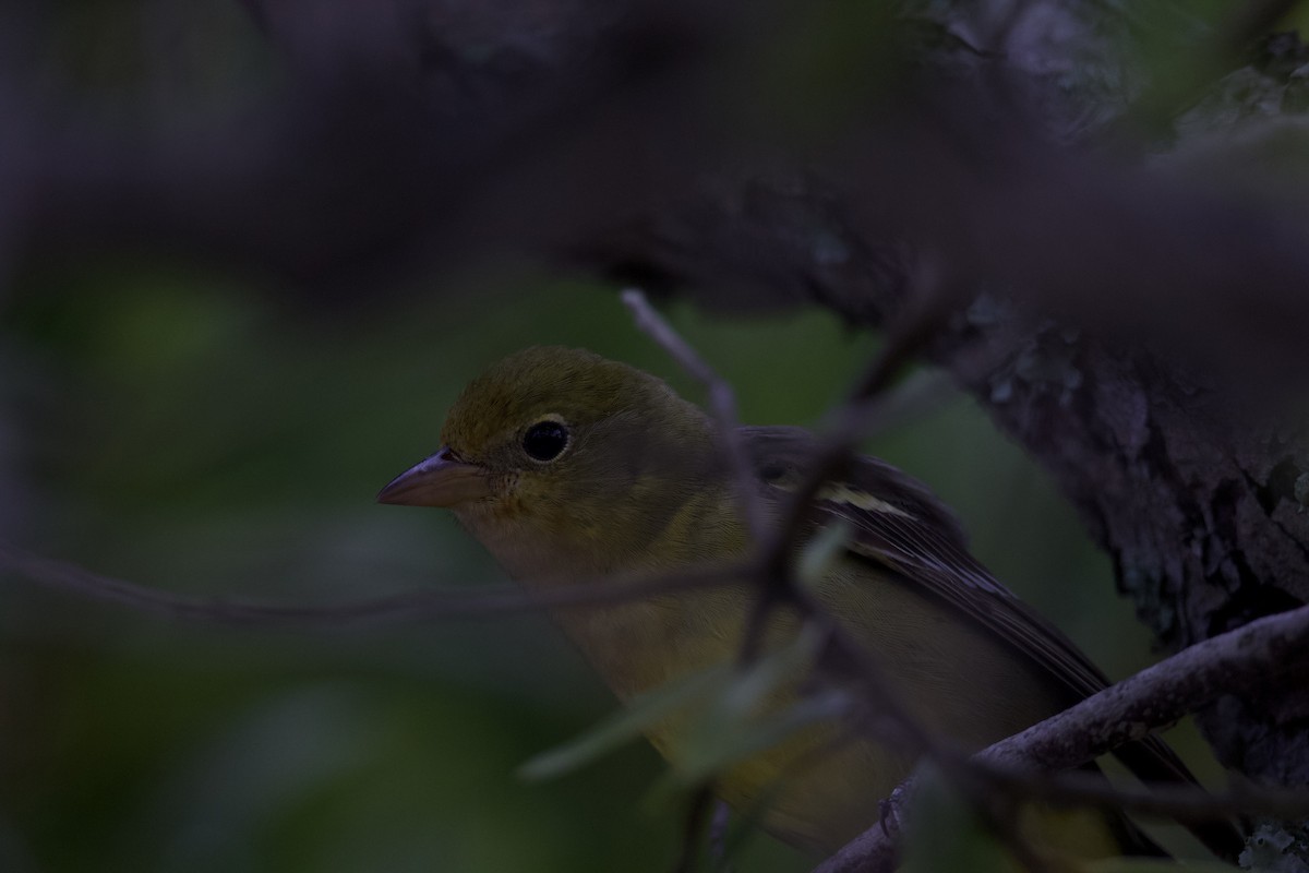 Western Tanager - ML225010191