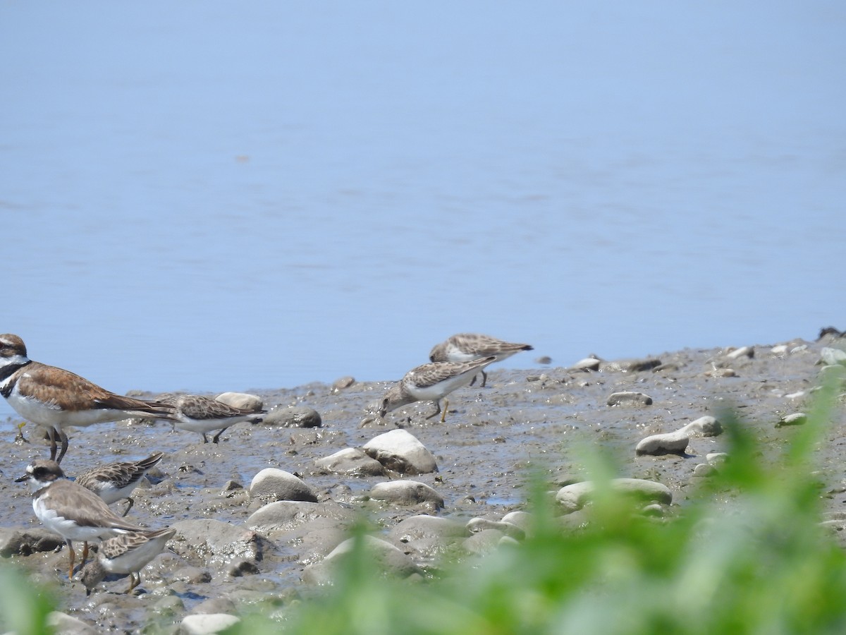 Semipalmated Plover - ML225010231
