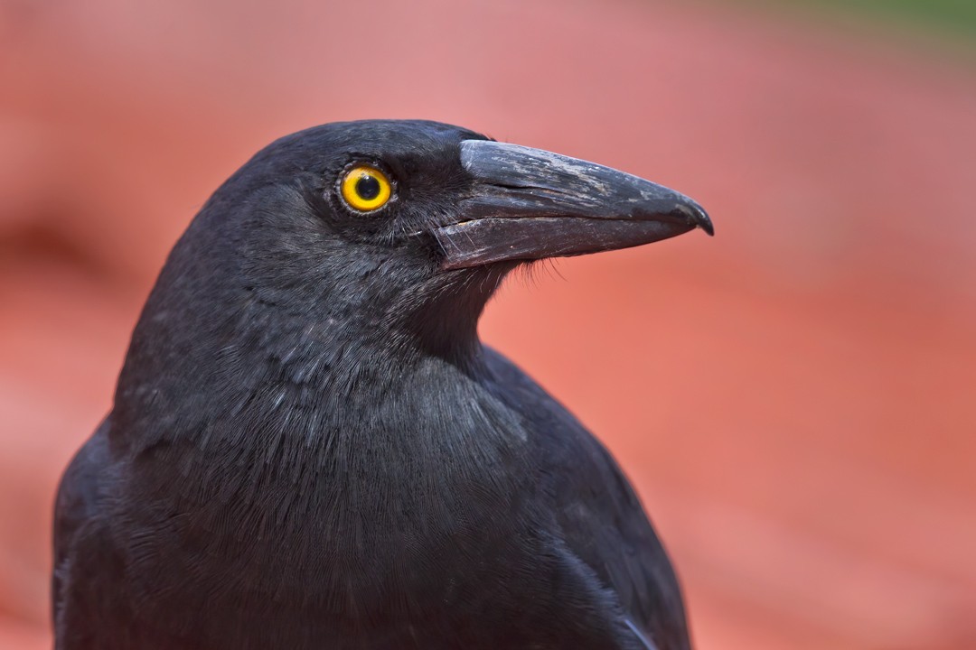 Pied Currawong - ML225011381