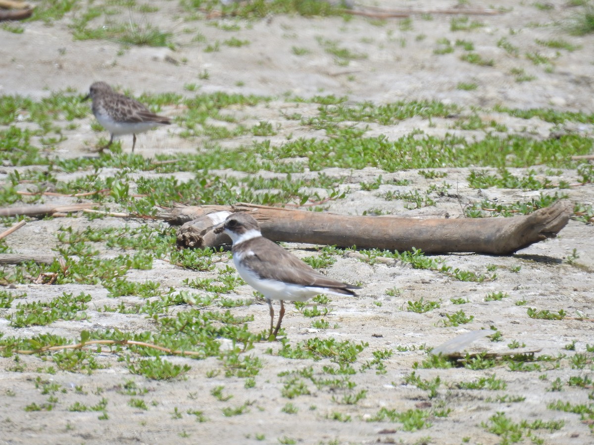 Semipalmated Plover - ML225011521