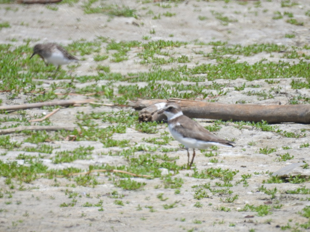 Semipalmated Plover - ML225011631