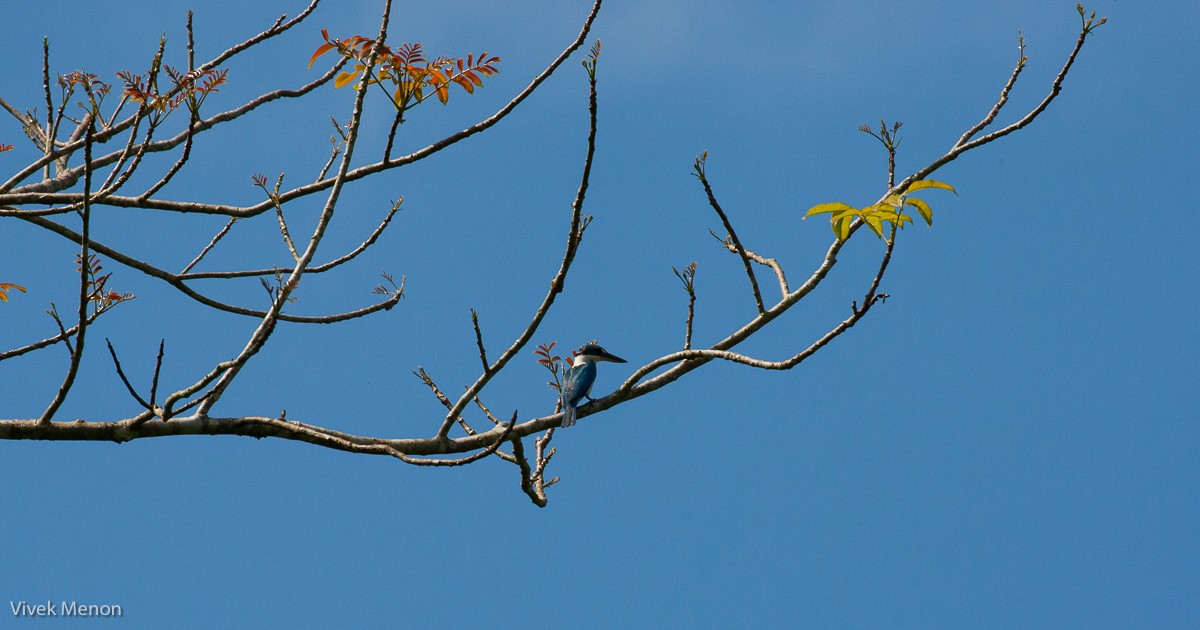 Collared Kingfisher - Vivek Menon