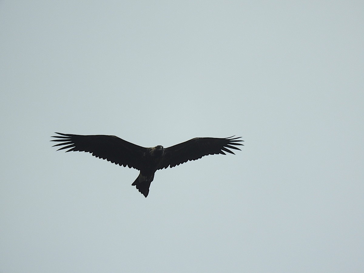Wedge-tailed Eagle - ML225015311