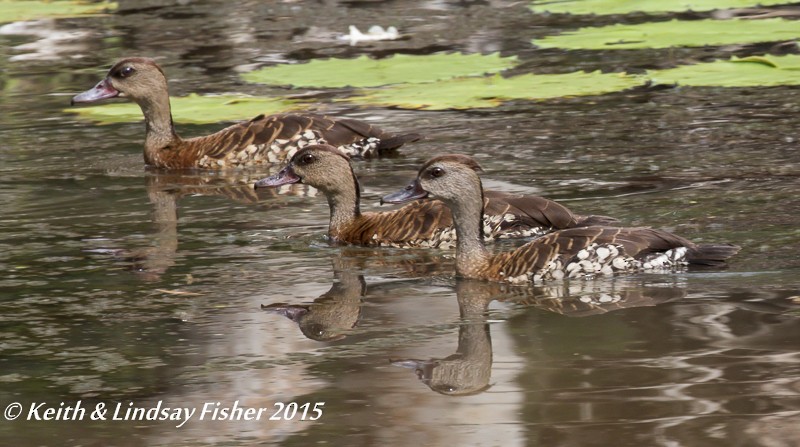 Spotted Whistling-Duck - Keith & Lindsay Fisher
