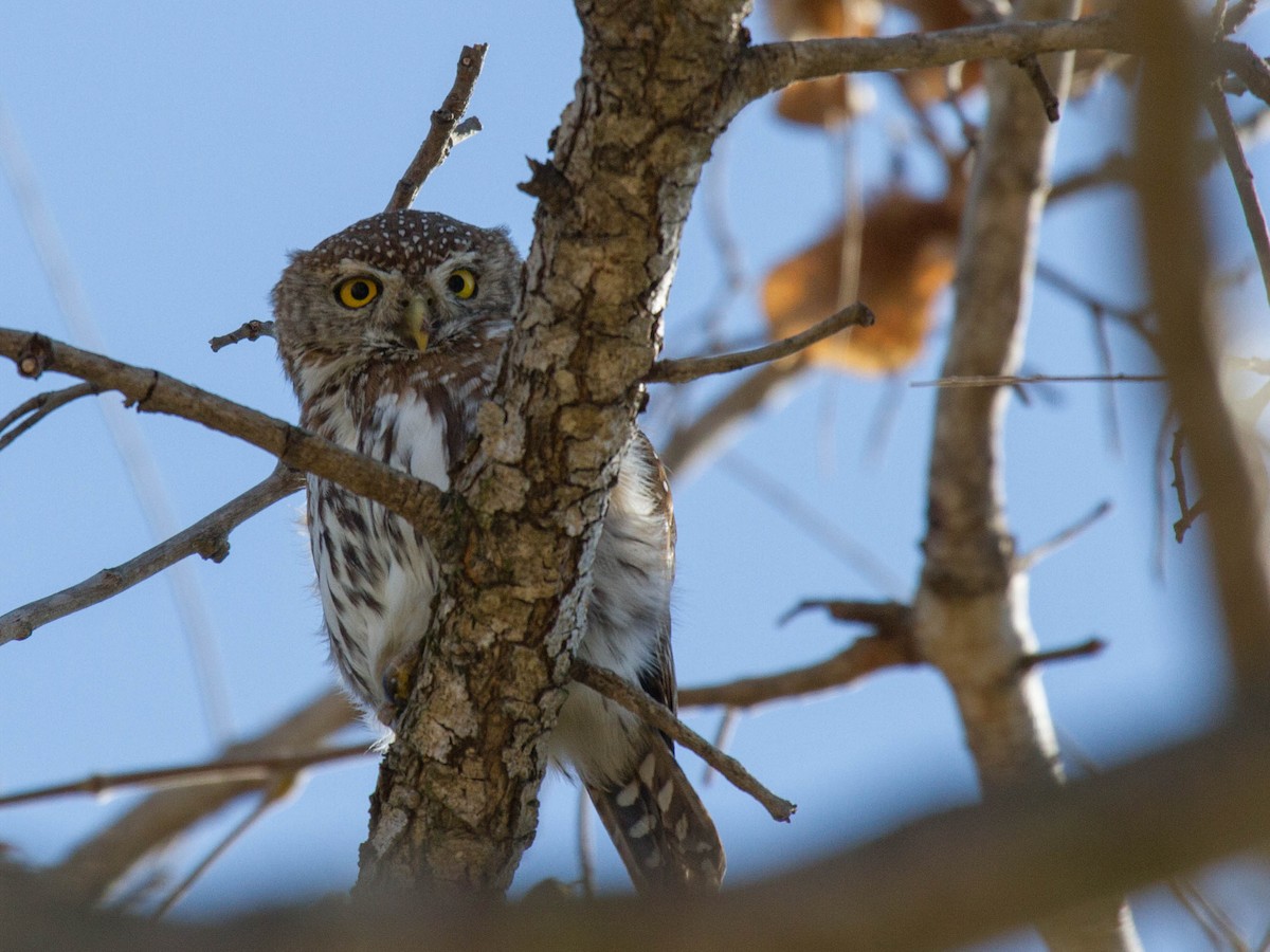 Pearl-spotted Owlet - Martha Miller