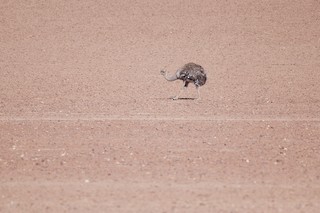 Lesser Rhea, ML22502511