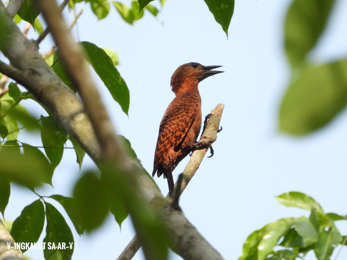 Rufous Woodpecker - Ingkayut Sa-ar
