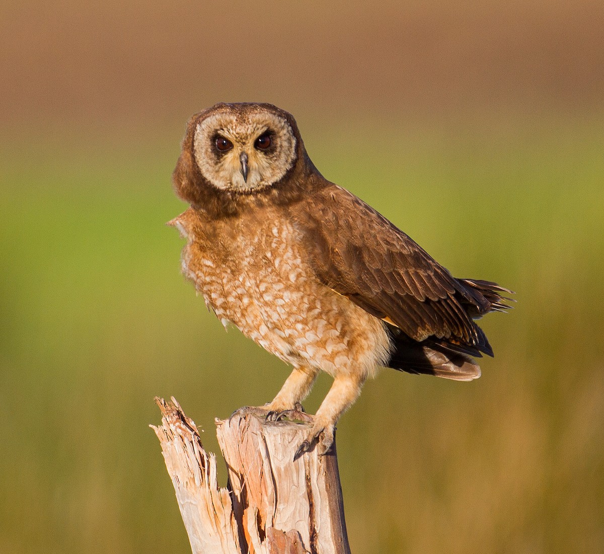 Marsh Owl - ML225026301