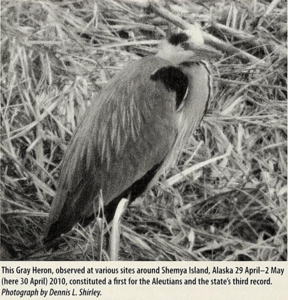 Gray Heron - Alaska Historical Records