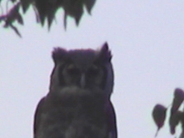 Spotted Eagle-Owl - ML225026771
