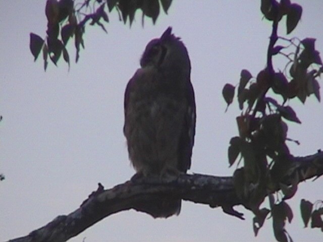 Spotted Eagle-Owl - ML225026801