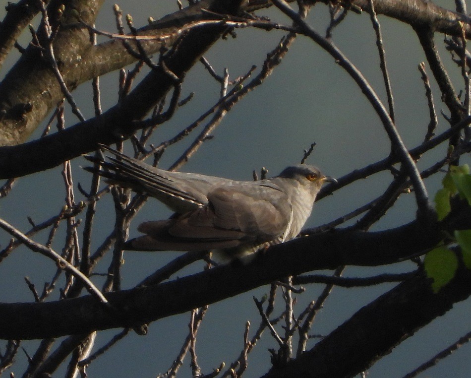 Common Cuckoo - ML225027971