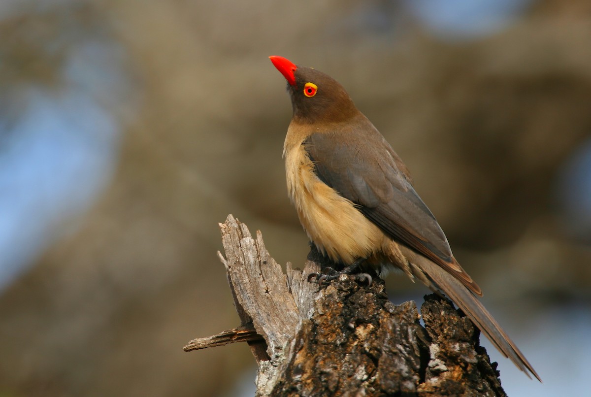 Red-billed Oxpecker - ML225028051