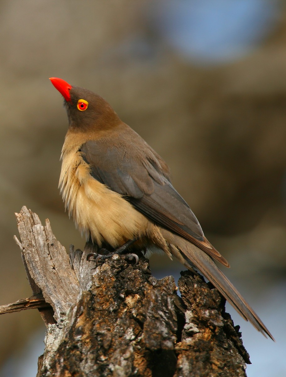 Red-billed Oxpecker - ML225028111