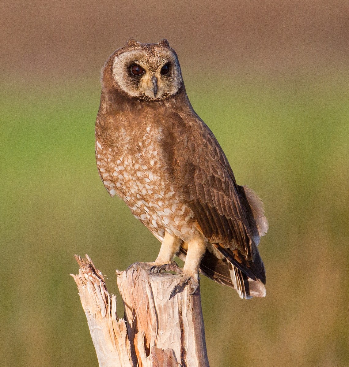 Marsh Owl - ML225028471