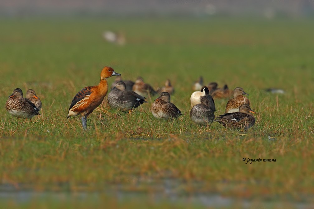 Fulvous Whistling-Duck - ML225029331
