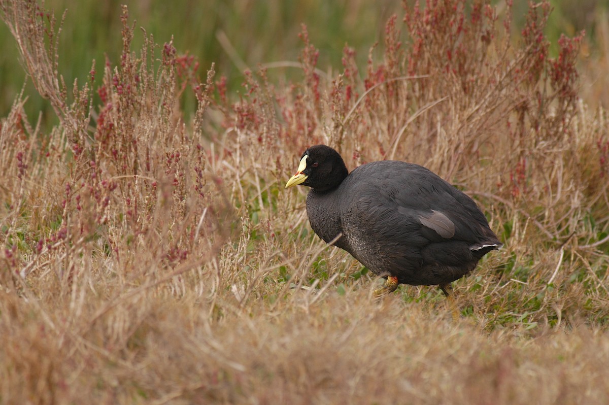 Red-gartered Coot - ML22502971
