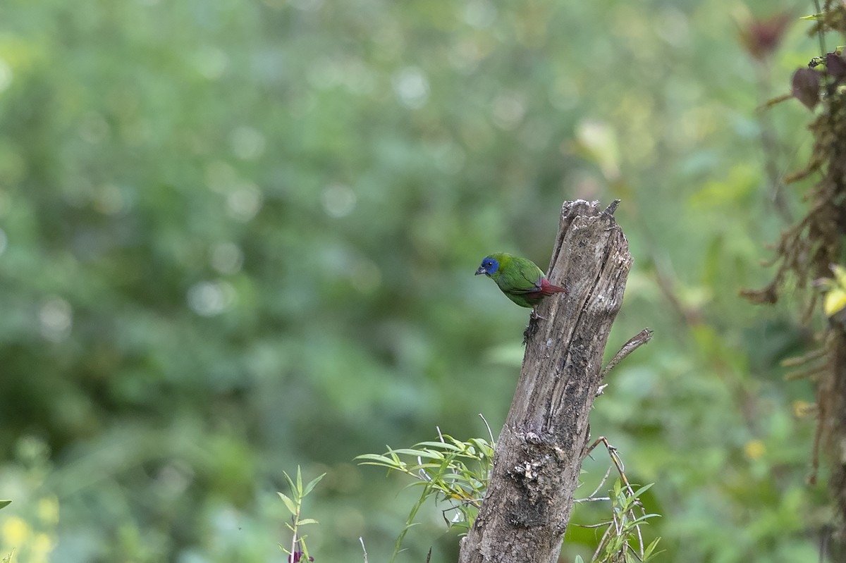 Blue-faced Parrotfinch - ML225030661