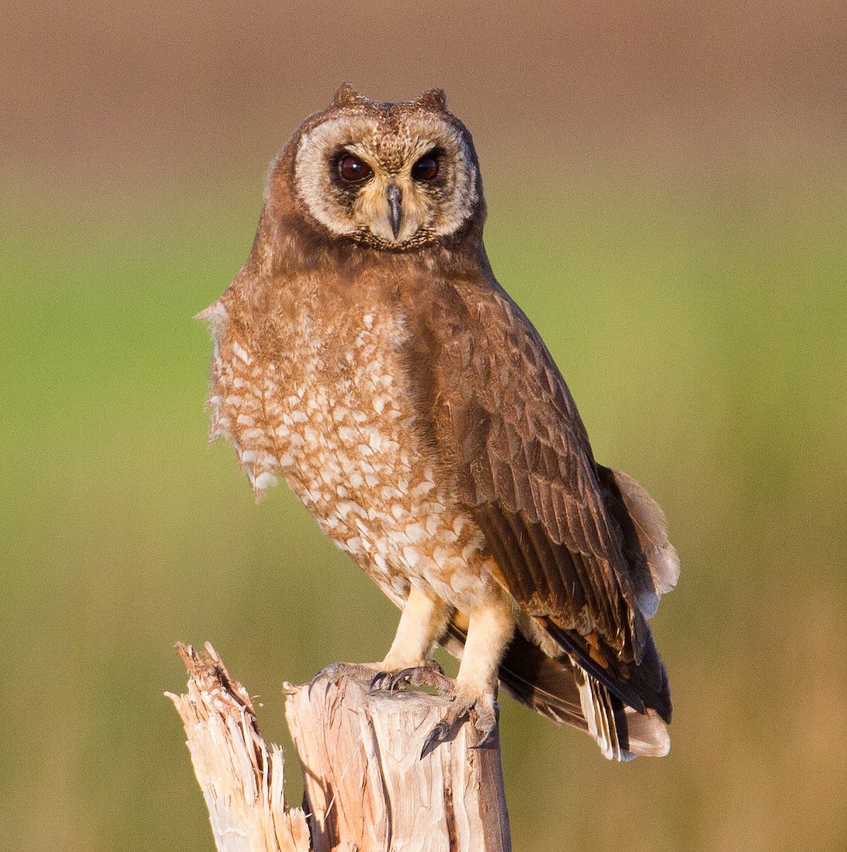 Marsh Owl - ML225031141