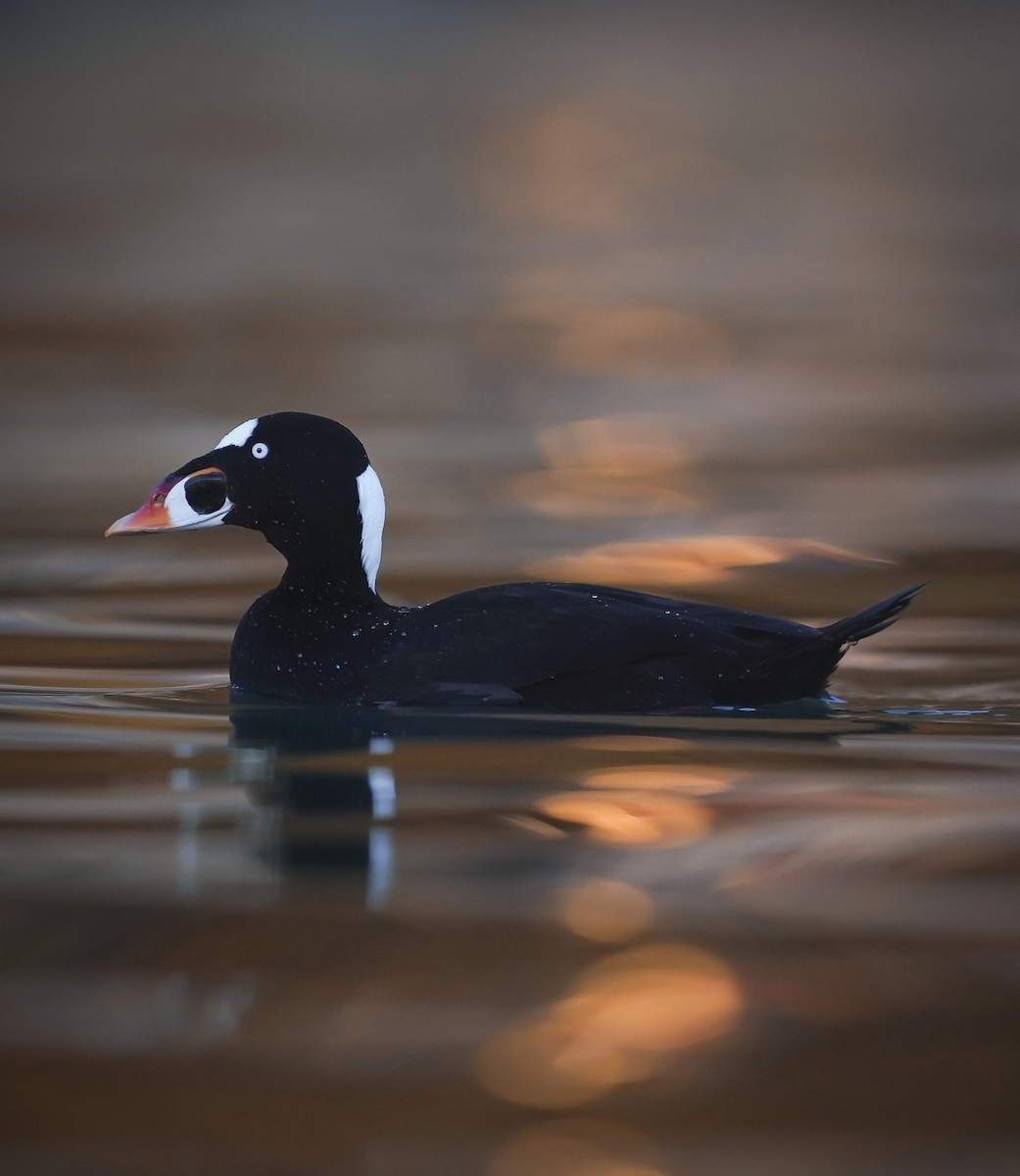 Surf Scoter - Anonymous