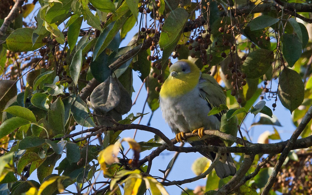 Yellow-footed Green-Pigeon - Thierry NOGARO