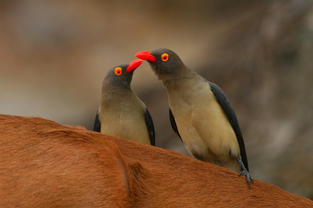 Red-billed Oxpecker - ML225032561