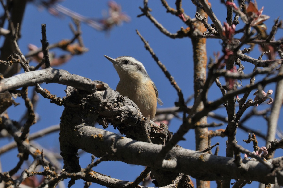 Red-breasted Nuthatch - ML225032611