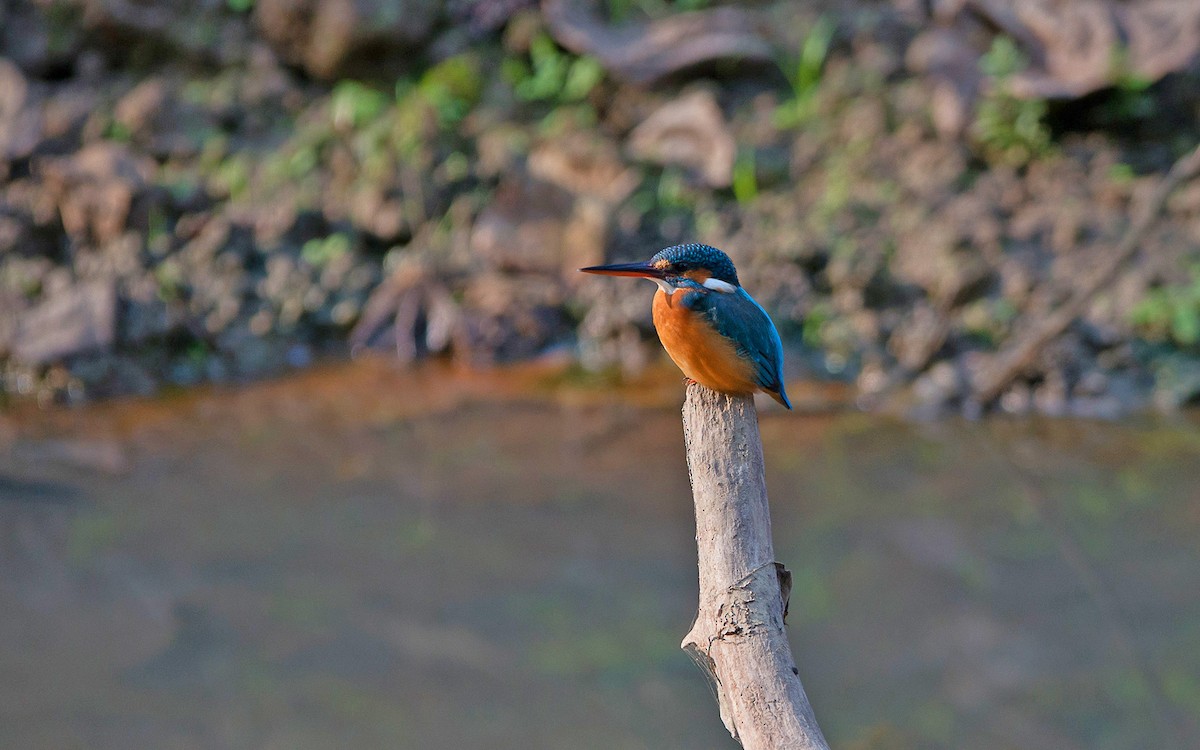 Common Kingfisher - Thierry NOGARO