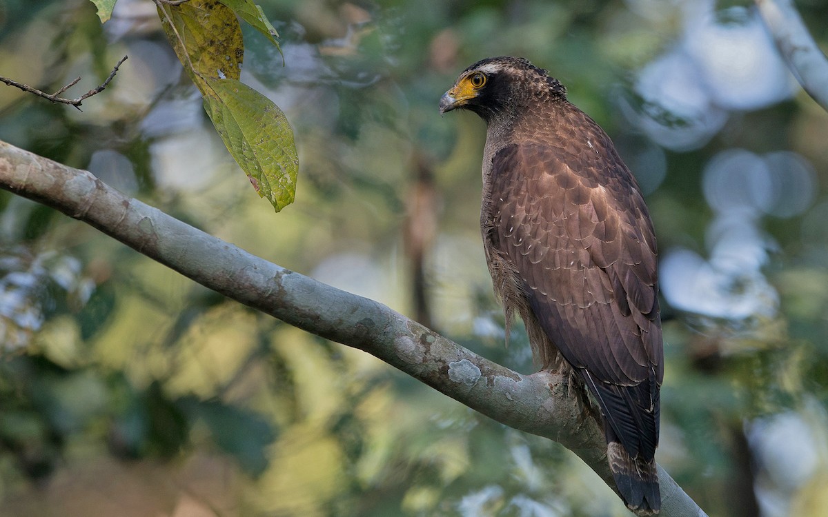 Crested Serpent-Eagle - Thierry NOGARO