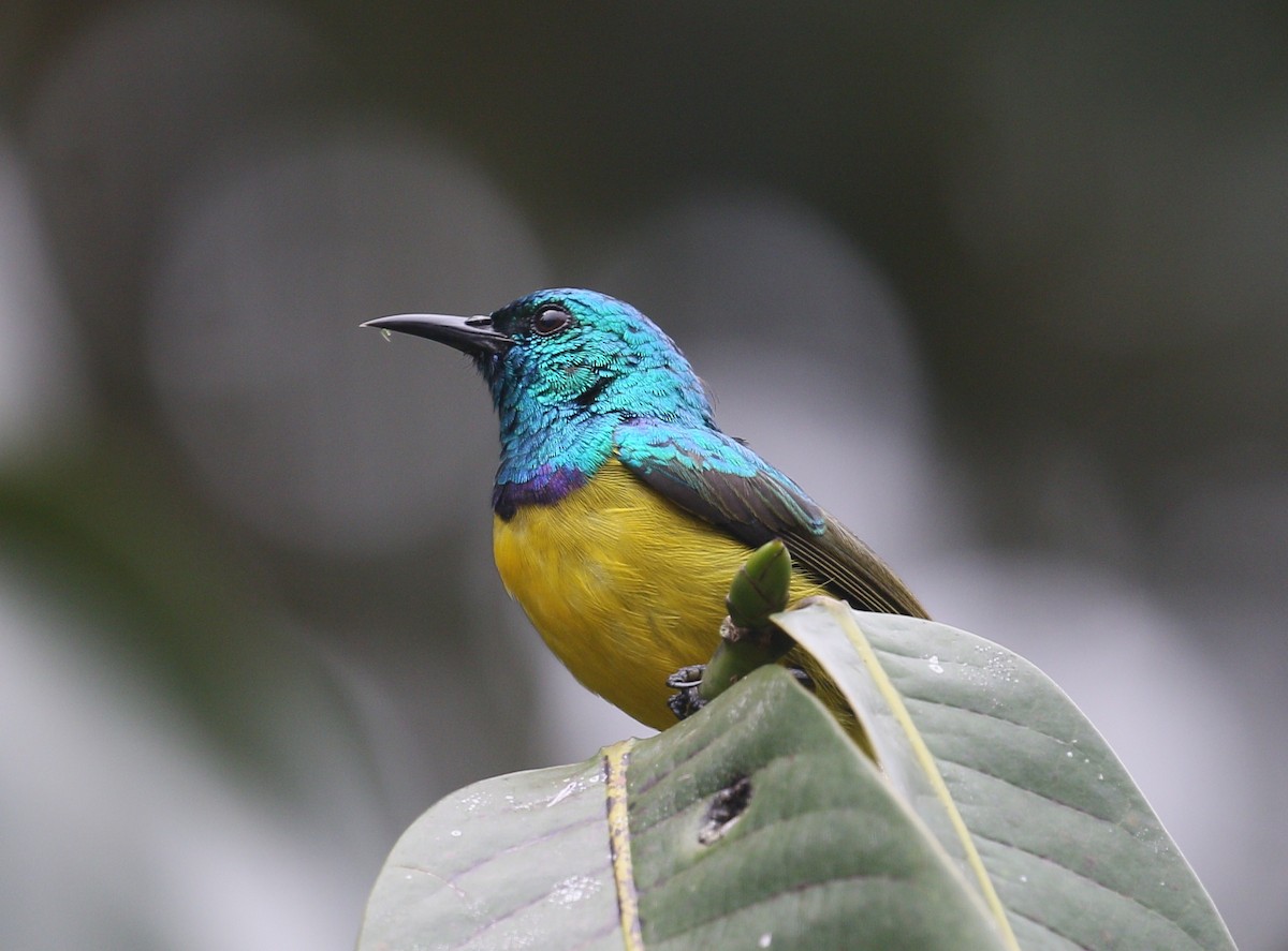 Collared Sunbird - ML225033241