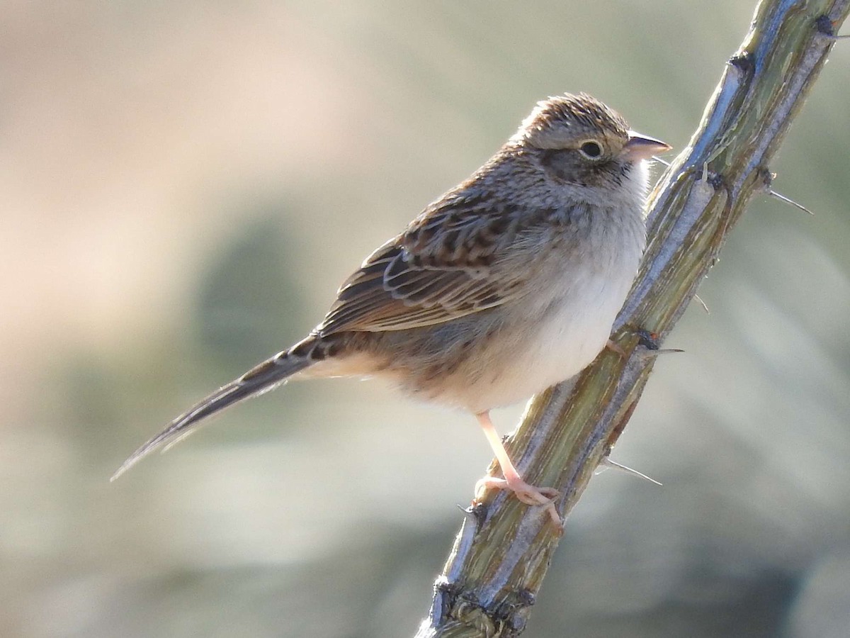Cassin's Sparrow - Paul Suchanek