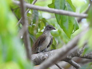  - Scaly-throated Honeyguide