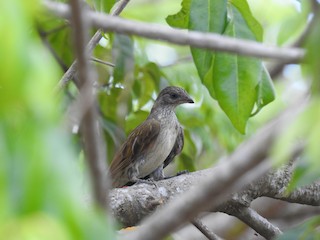  - Scaly-throated Honeyguide