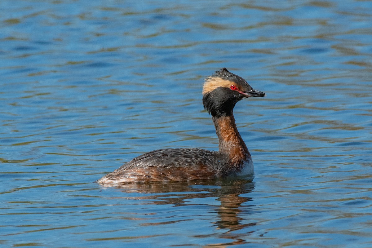 Horned Grebe - Ron Riley