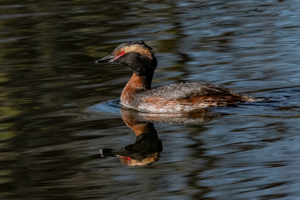 Horned Grebe - Ron Riley