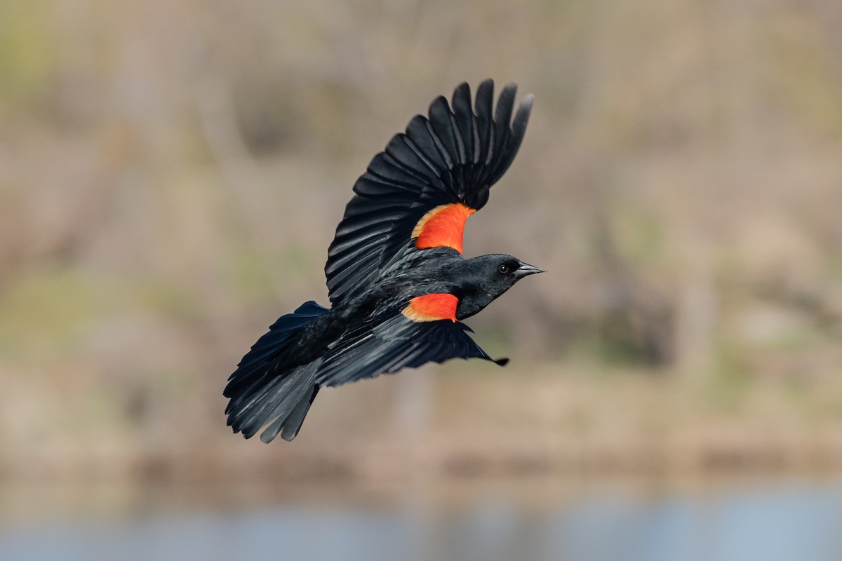 Red-winged Blackbird - Ron Riley