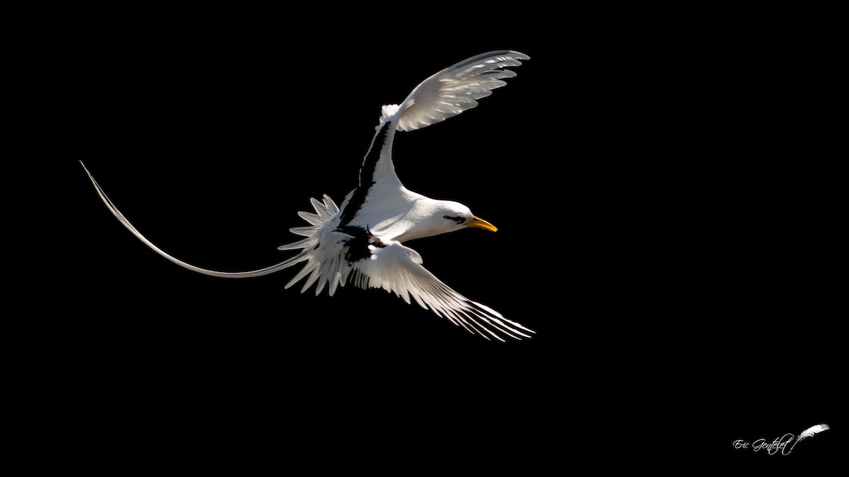 White-tailed Tropicbird (Indian Ocean) - ML225051331