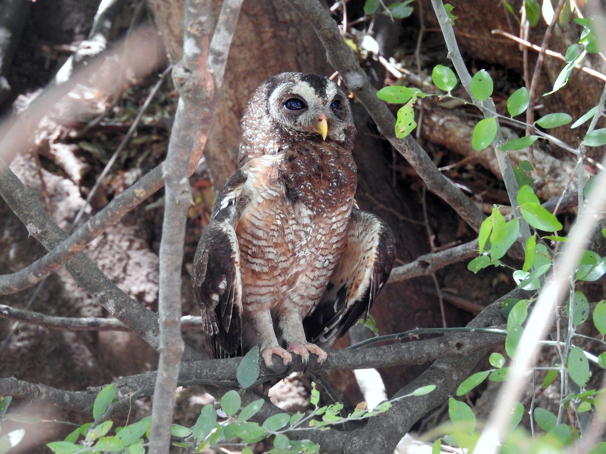 African Wood-Owl - ML22505291