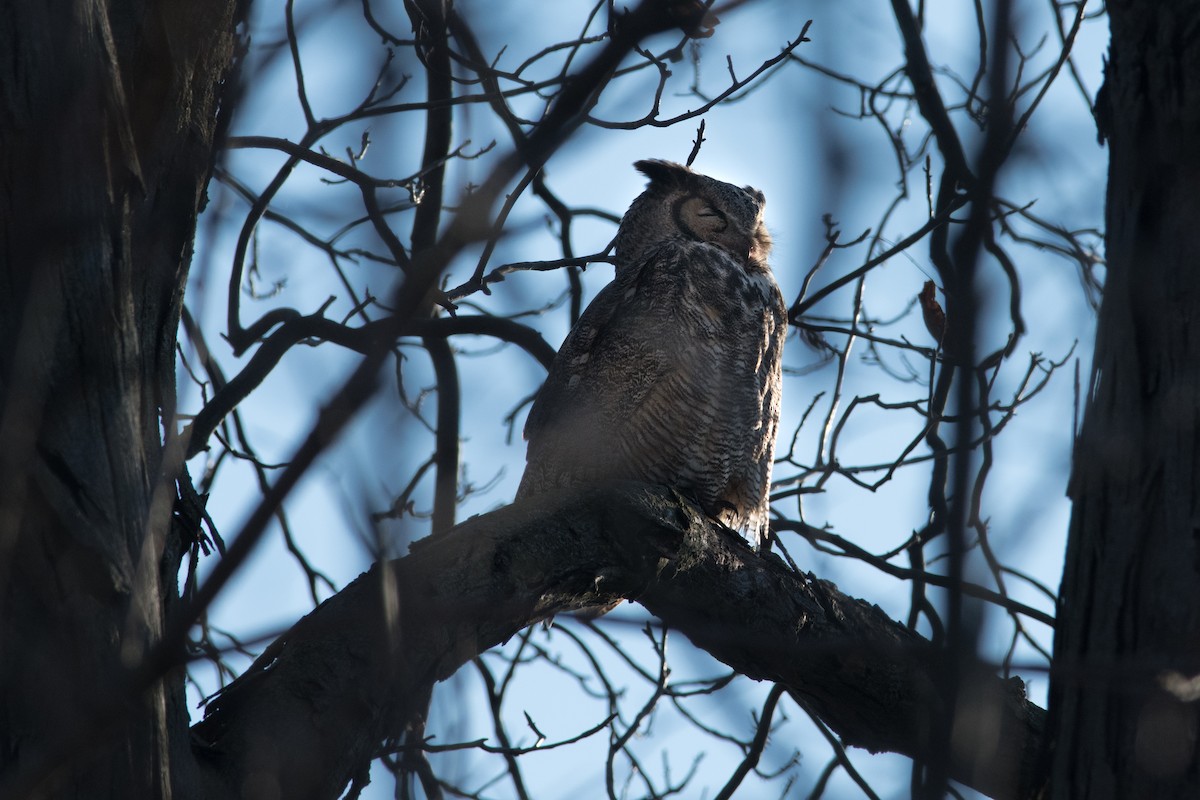 Great Horned Owl - ML225056541
