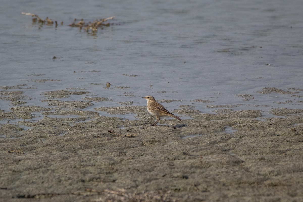 Water Pipit - ML225061391