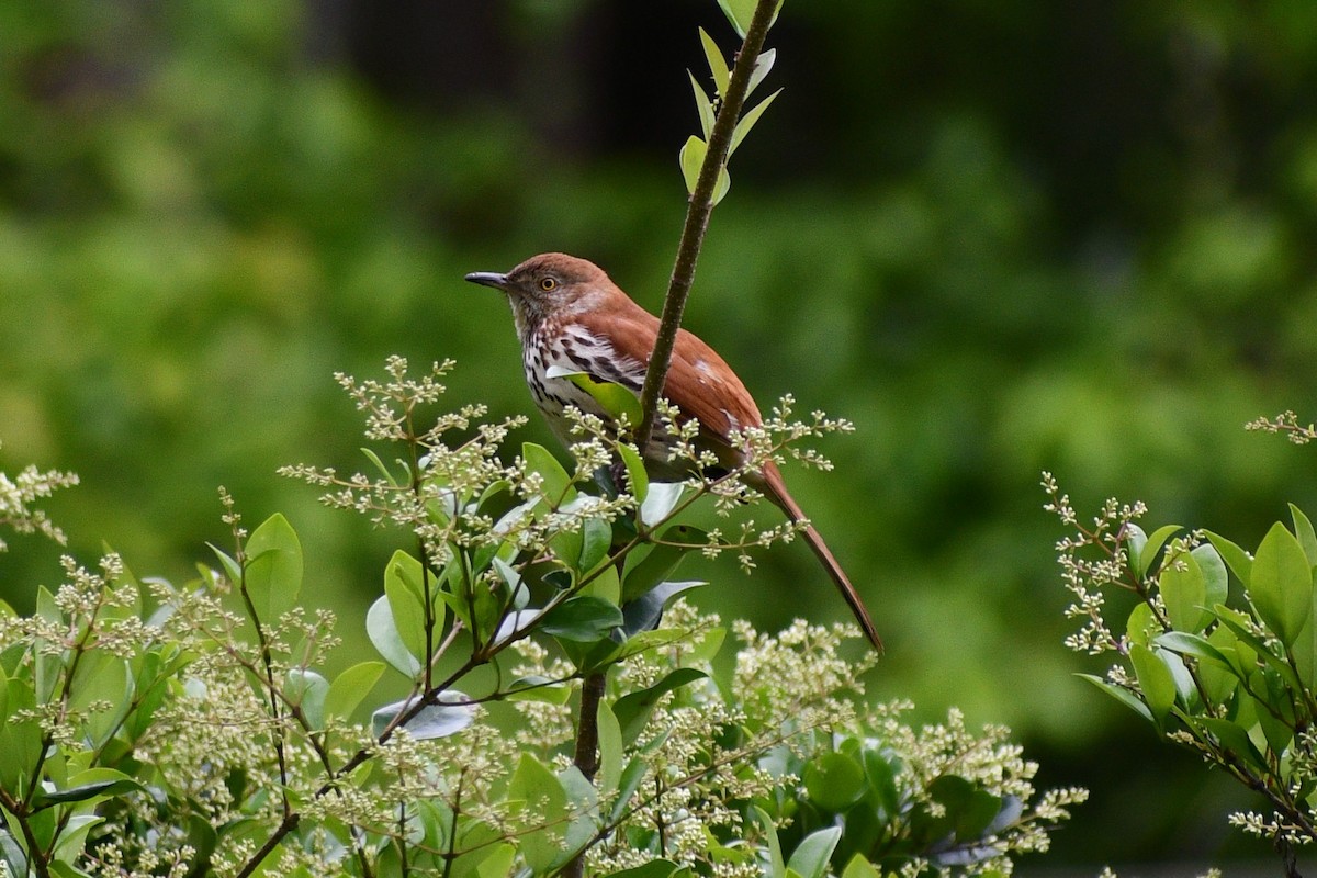 Brown Thrasher - Mike Rome