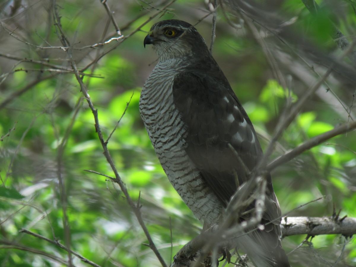 Eurasian Sparrowhawk - Shaun Robson