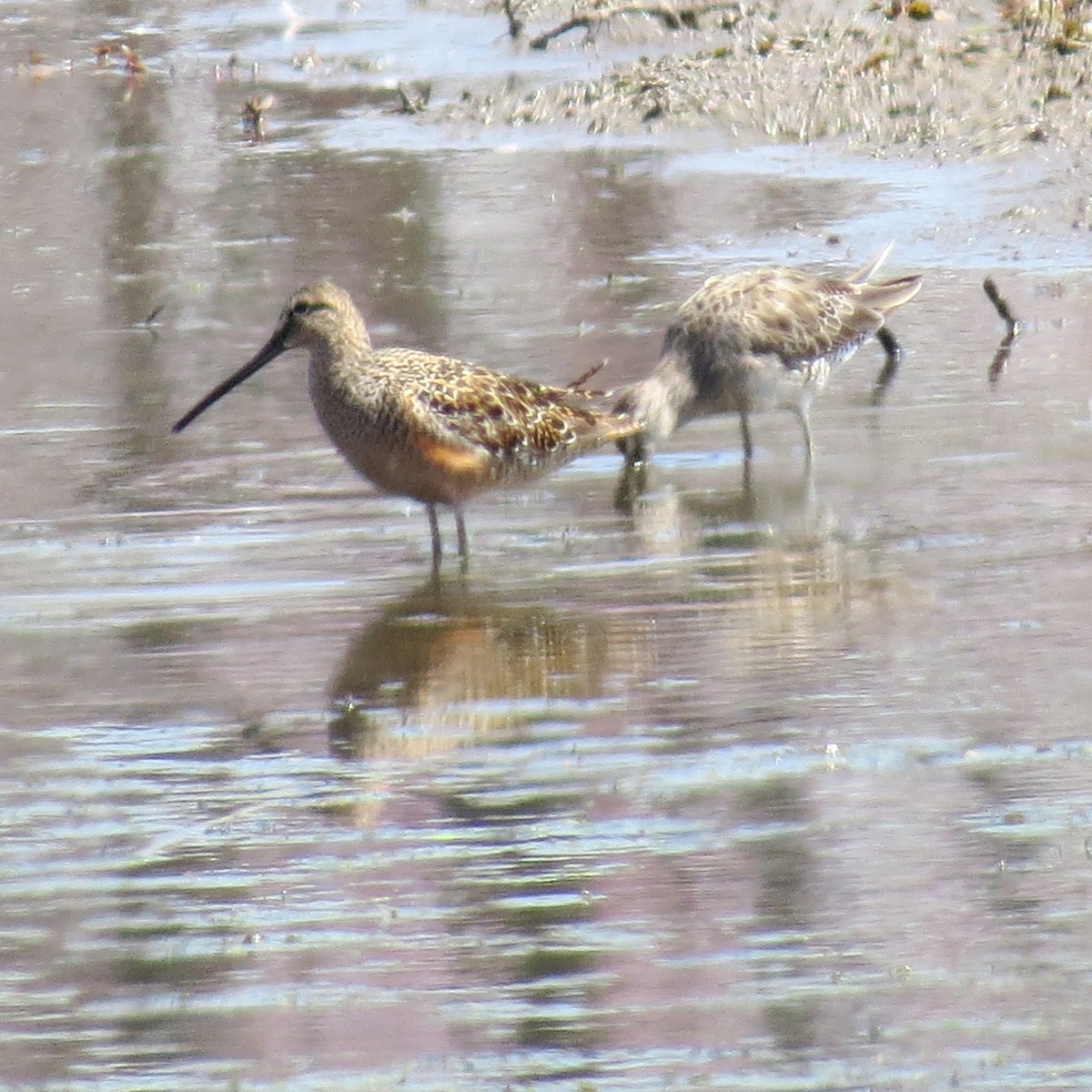 Long-billed Dowitcher - ML225066661