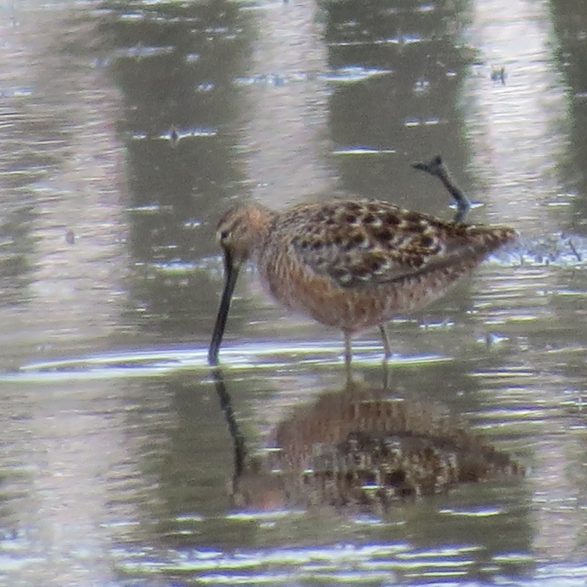Long-billed Dowitcher - ML225066711