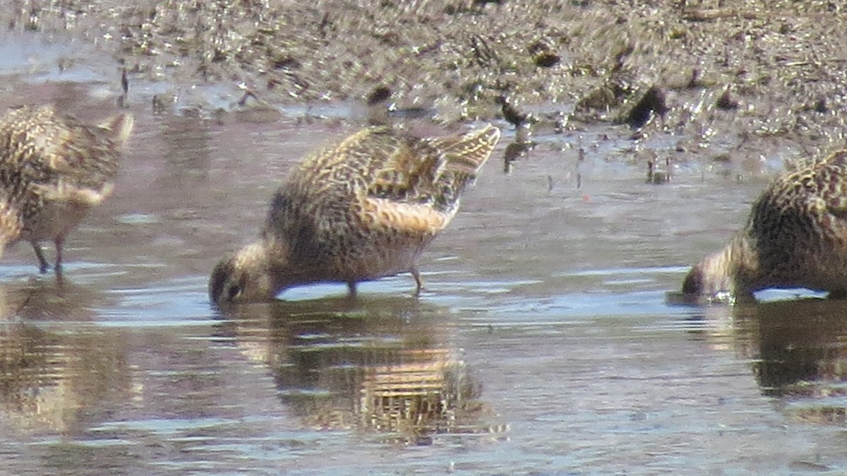 Long-billed Dowitcher - ML225066721