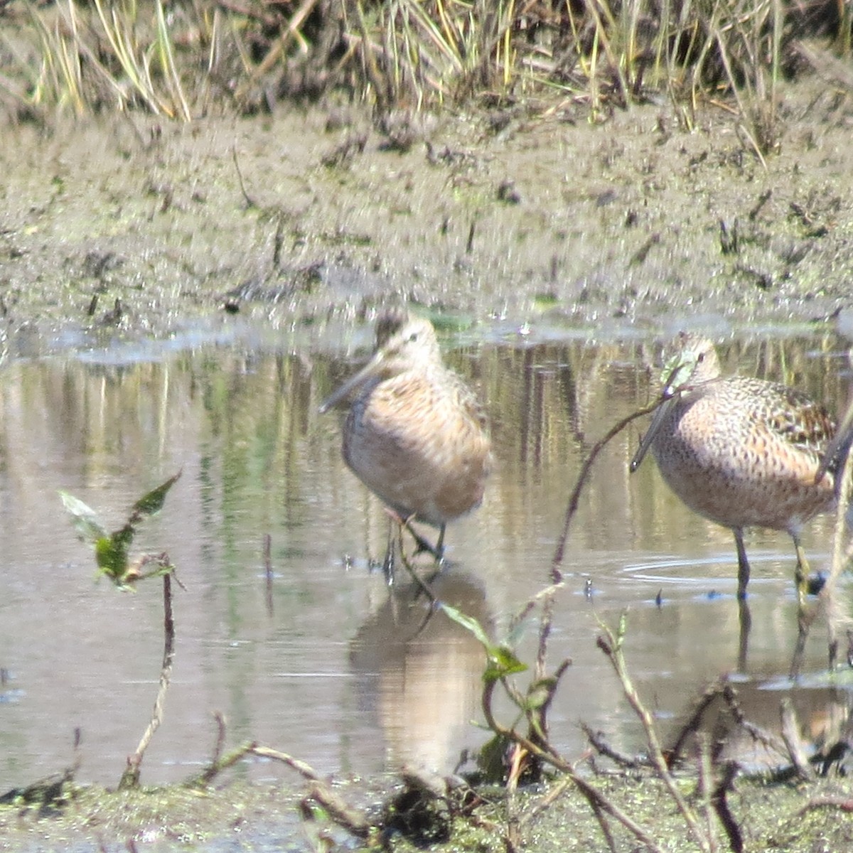 Long-billed Dowitcher - ML225066741