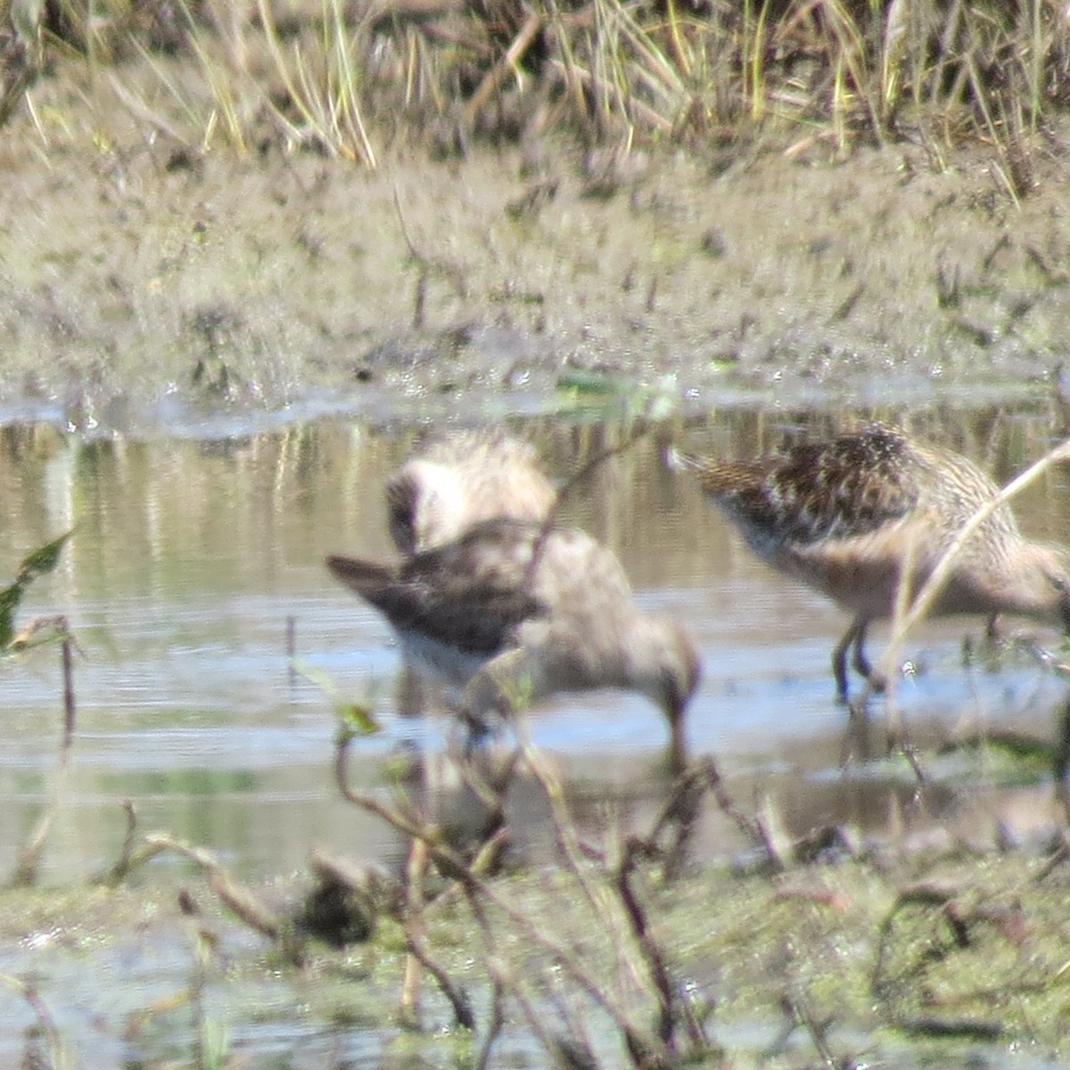 Long-billed Dowitcher - ML225066751